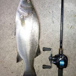 セイゴ（ヒラスズキ）