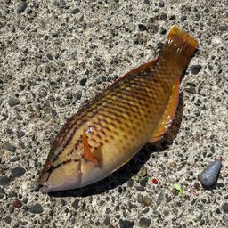 アカササノハベラ