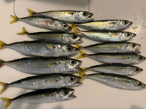 サバの釣果