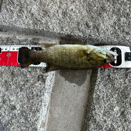 スモールマウスバス