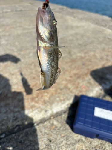 マハゼの釣果
