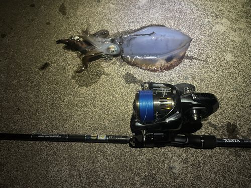 アオリイカの釣果