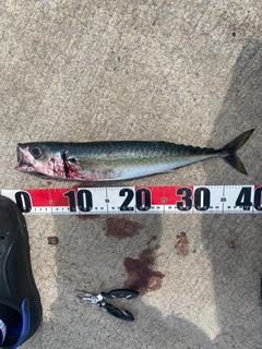 サバの釣果