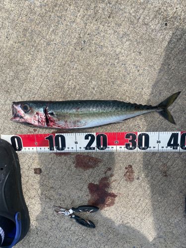 サバの釣果
