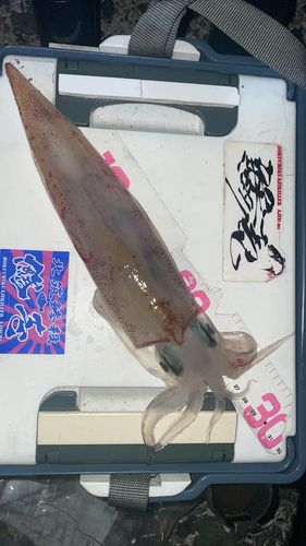 ケンサキイカの釣果