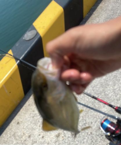 ショゴの釣果
