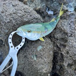 ワカシ