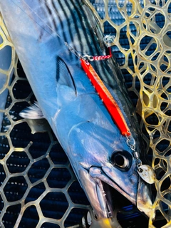 ハガツオの釣果