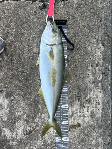ヒラマサの釣果