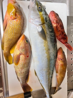 ヒラマサの釣果