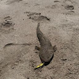 マゴチ
