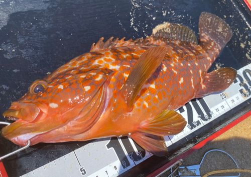 キジハタの釣果