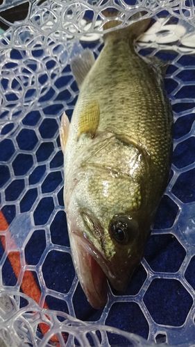 ラージマウスバスの釣果
