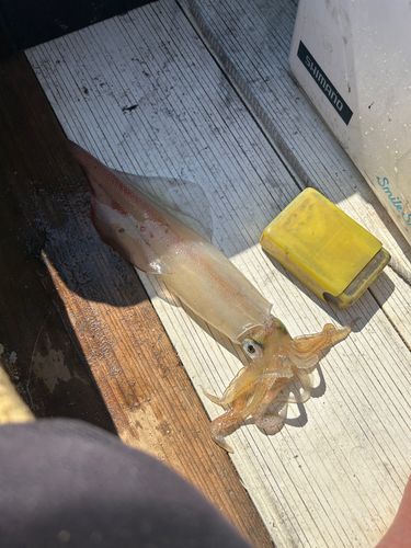 ヤリイカの釣果