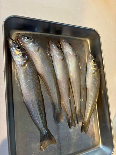 キスの釣果