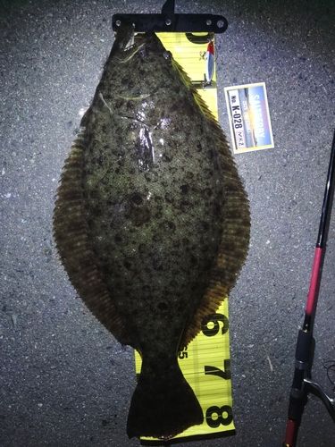 ヒラメの釣果