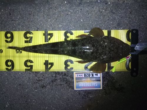 マゴチの釣果