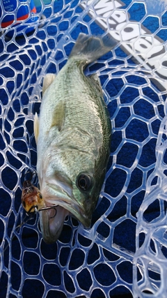 ラージマウスバスの釣果