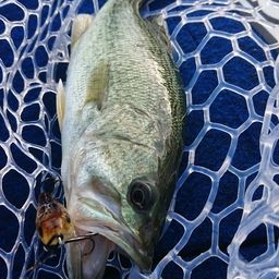 ラージマウスバス