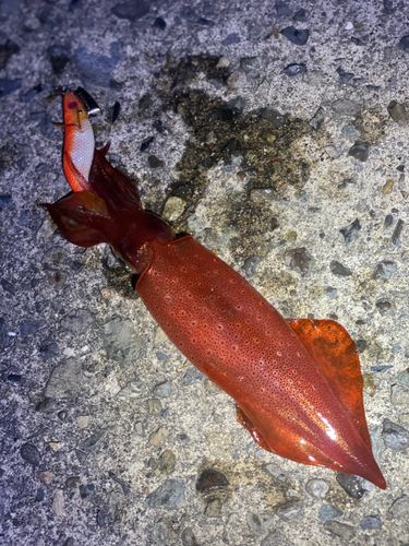 ケンサキイカの釣果