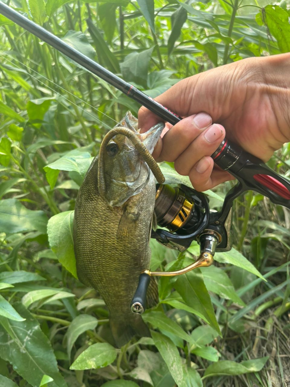 18レガリス　lt2500s-xh DAIWA 18レガリス LT2500S-XHの最安値・インプレ・釣果 | 本音の