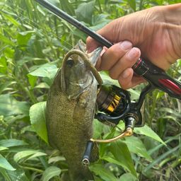 スモールマウスバス