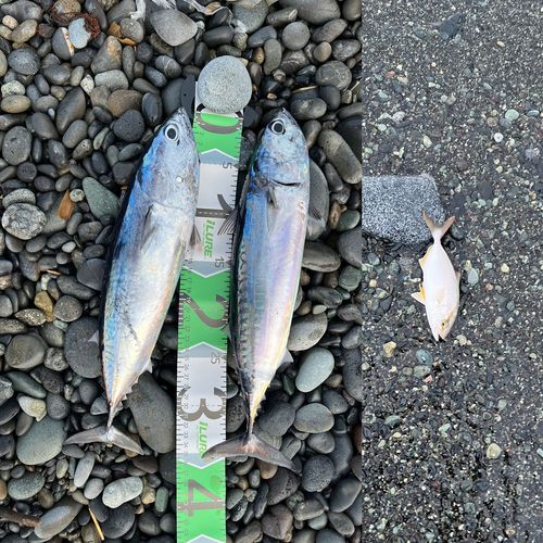 ソウダガツオの釣果