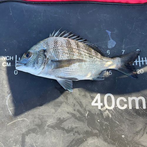 チヌの釣果
