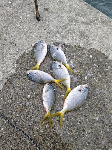 ユメウメイロの釣果