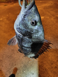 チヌの釣果