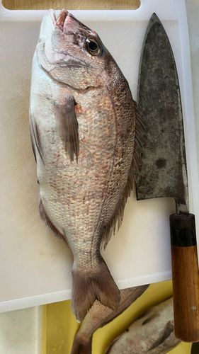 マダイの釣果