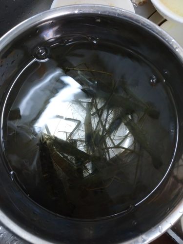 テナガエビの釣果