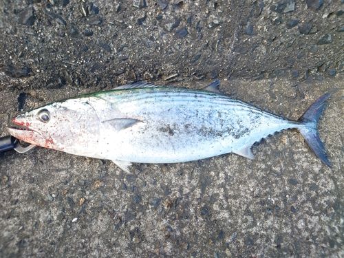 ハガツオの釣果