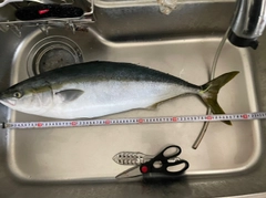 ワラサの釣果