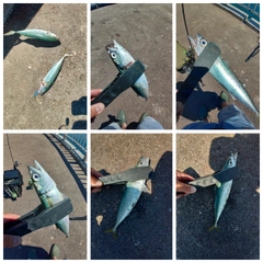 サバの釣果