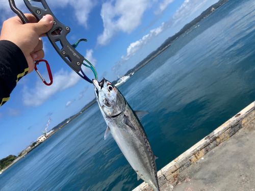 ソウダガツオの釣果