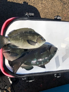 クチブトグレの釣果