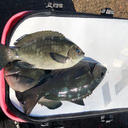 クチブトグレ