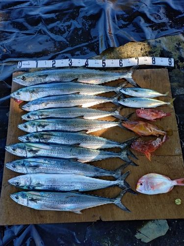 サゴシの釣果