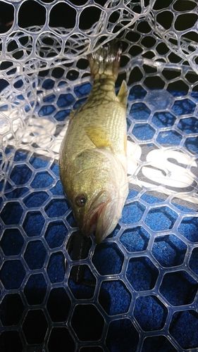 ラージマウスバスの釣果