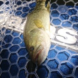 ラージマウスバス