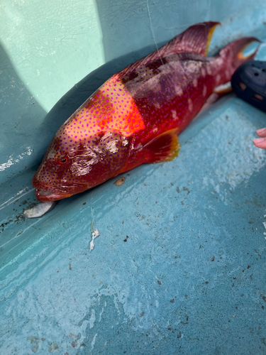 バラハタの釣果