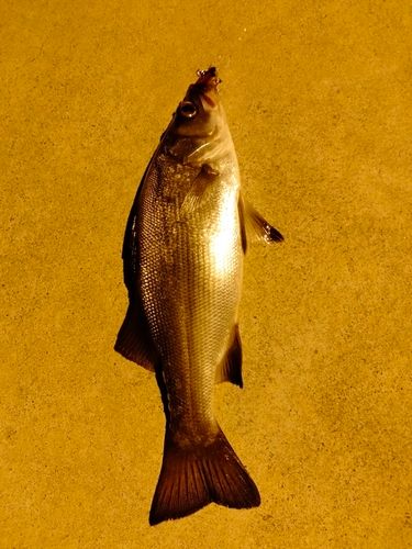 セイゴ（ヒラスズキ）の釣果