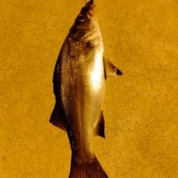 セイゴ（ヒラスズキ）