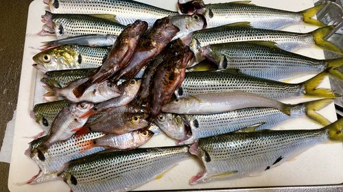 コノシロの釣果