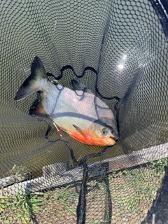コロソマの釣果