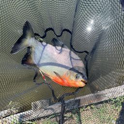 コロソマ