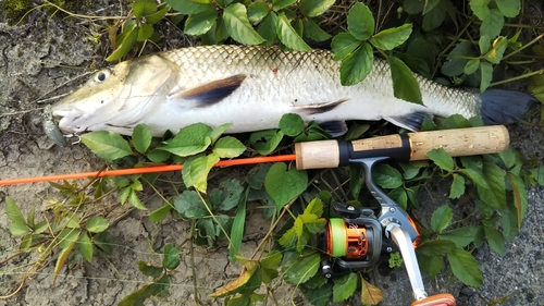 ニゴイの釣果