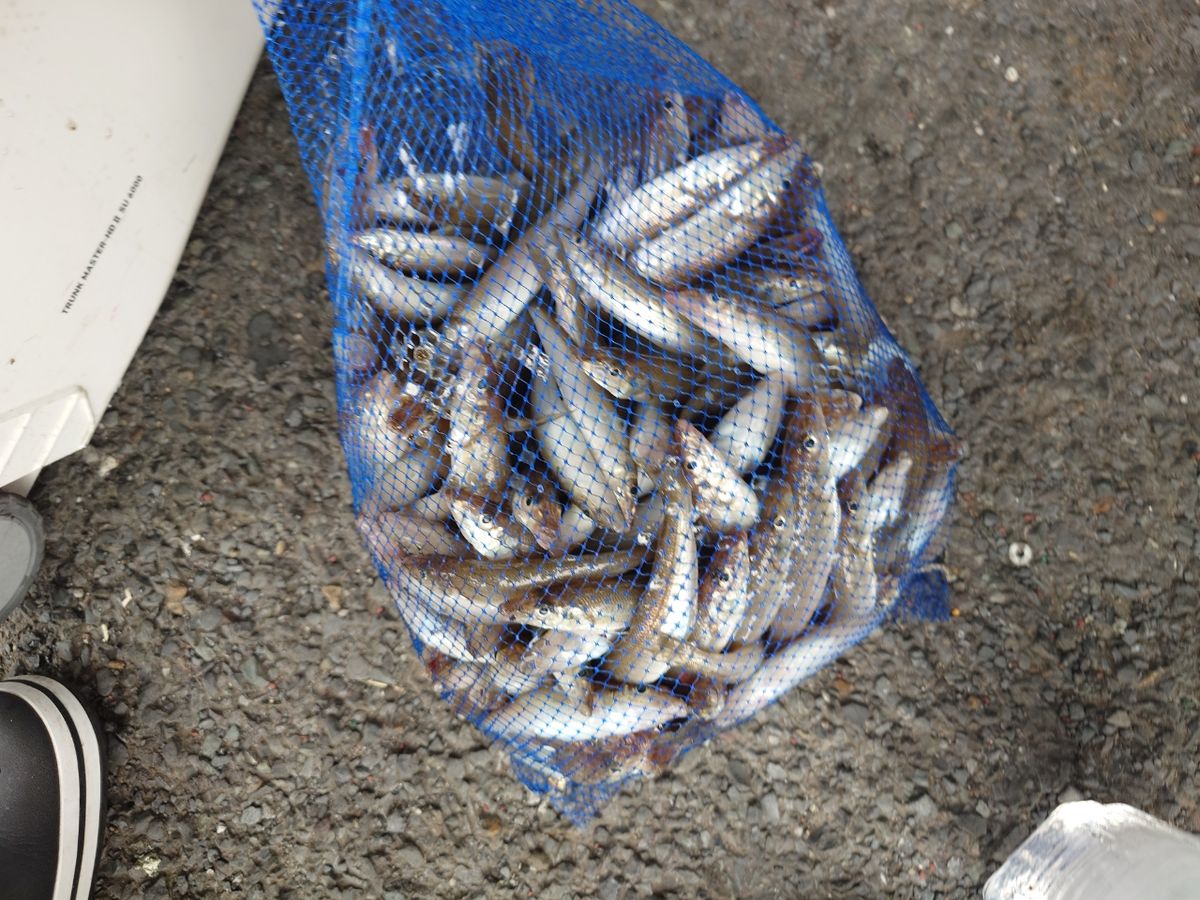 変態様さんの釣果 3枚目の画像