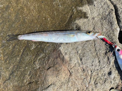 カマスの釣果